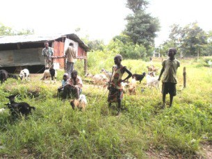  Le Togo décidé à assurer la sécurité alimentaire
