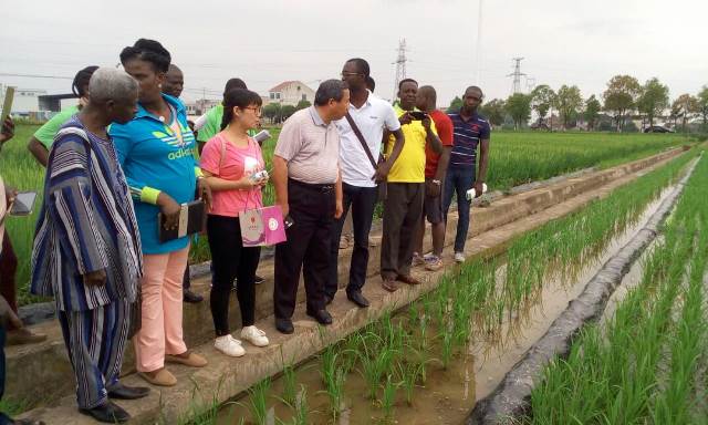  Des Togolais se forment à la « technologie du riz hybride » en Chine