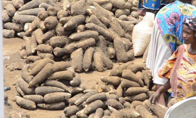  La nouvelle igname est de retour sur les marchés de Lomé