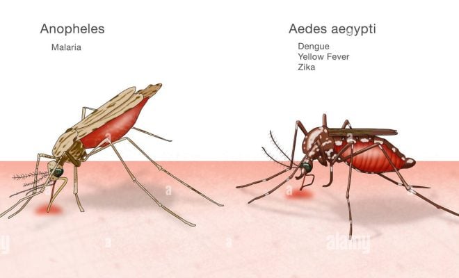  Comment distinguer les maladies transmises par les moustiques?
