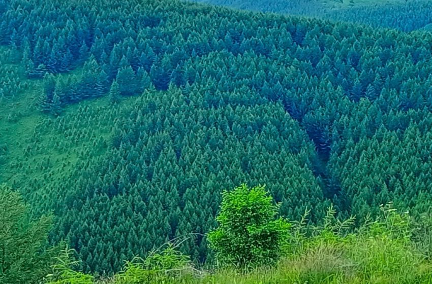  La forêt artificielle de Saihanba, une bataille inspirante contre le désert